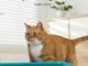 Promoção Comentário Premiado Cobasi – Areias para Gatos: Concorra 400 reais pra gastar com areia pro seu cat