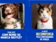 Imagem publicitária com fundo azul composta por duas fotos de animais de estimação. À esquerda, um cachorro Border Collie marrom e branco sorri usando uma placa de identificação com o nome Nescau. À direita, uma gata tricolor usa uma coleira com pingente em formato de coração com o nome KitKat. O texto questiona se existem pets com nomes de marcas da Nestlé e informa que a empresa recompensa essa propaganda espontânea.