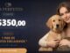 Banner publicitário da PremierPet com uma mulher e seus animais de estimação usando pingentes combinando. O texto indica que compras de R$350,00 dão direito a um par de pingentes exclusivos da campanha Par Perfeito.