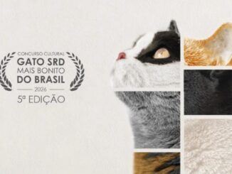 Banner do Concurso Cultural Gato SRD Mais Bonito do Brasil 2026, 5ª Edição, promovido pela Woolie, com montagem fotográfica de gatos mestiços de diferentes pelagens.